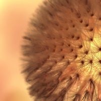 Logo Psychologiepraktijk Dorien Verloop